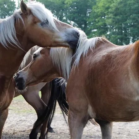 Vakantieboerderij Wildrosenhof Alt Sammit Krakow am See